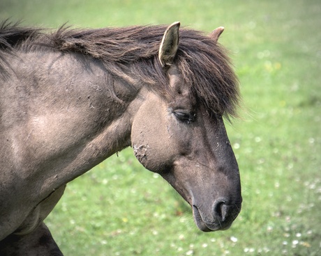 Konikpaard 