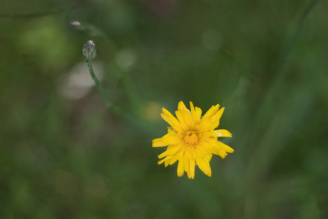 Wilde gele bloem