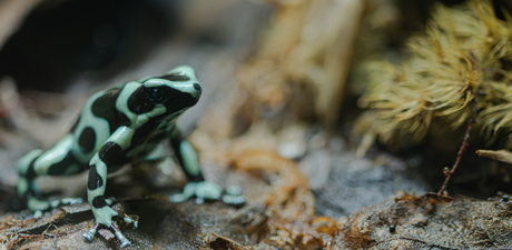 Dino's en andere glibberige diertjes