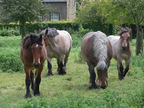 Boerenpaarden