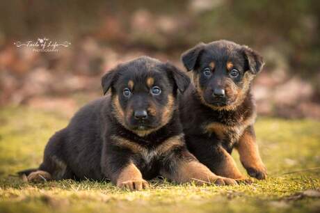 Shelter puppies