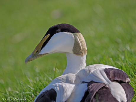 Oog van de eider