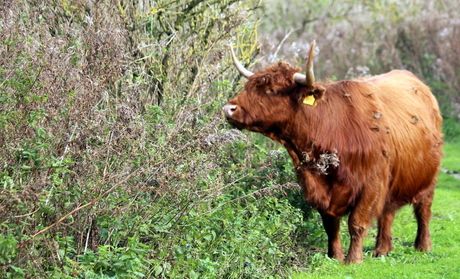 Broekpolder