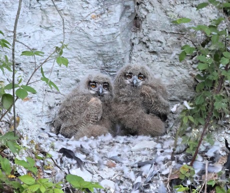 Uilskuikens op nest ( Oehoe)