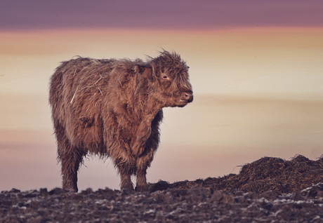 Jonge Schotse hooglander