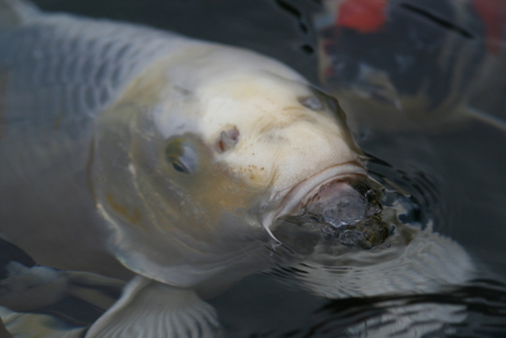 koi