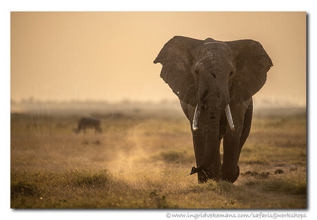 Amboseli Dust