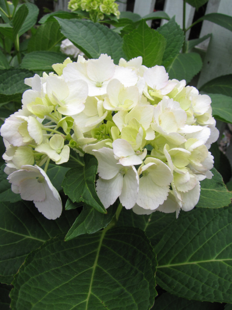 Hortensia