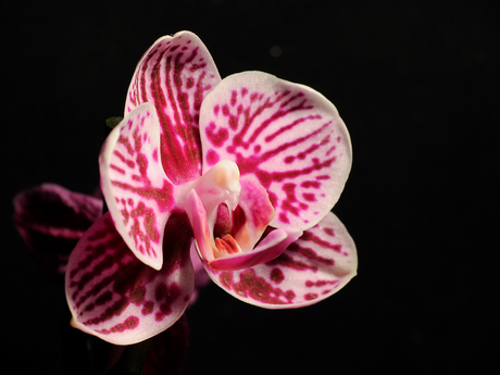 Orchidee close-up 2
