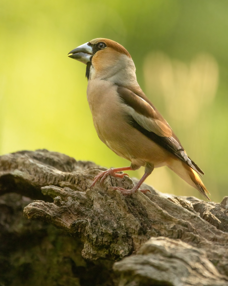 Appelvink