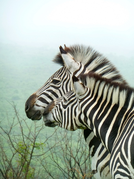 Zebra's in Hluhluwe/Zuid Afrika