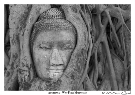 Buddha hoofd in boom
