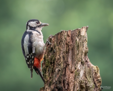 Grote Bonte Specht (Dendrocopos major).