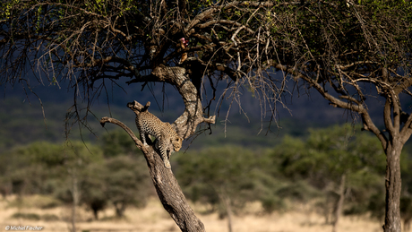 Tanzania.jpg