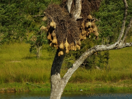 Nestjes van de Bontrugwewer