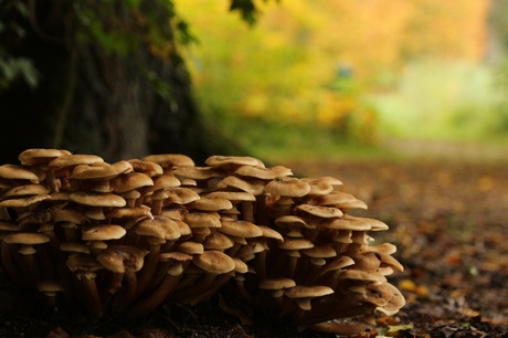 Autumn Fungus