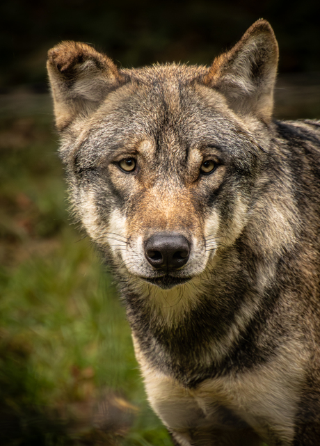 portret van een wolf