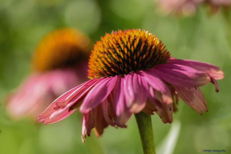 Bij de buren in de tuin