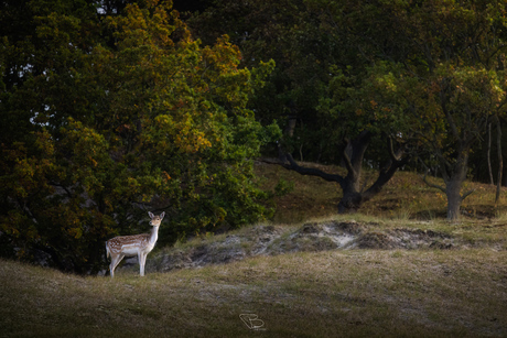 Zoekende blik damhert Oranjezon