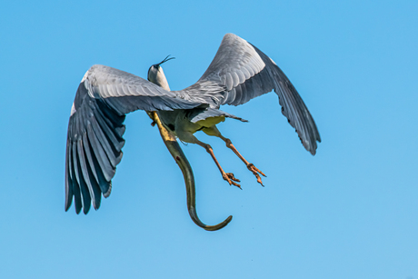 Blauwe Reiger met paling van 60 cm