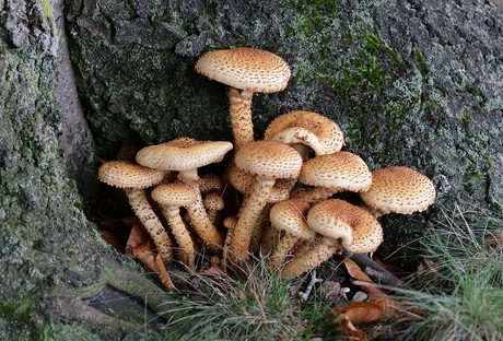 Schubbige Bundelzwam