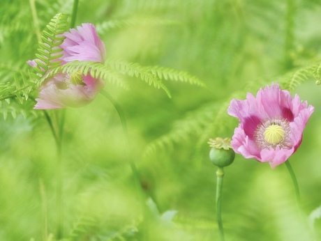 Roze breekt het groen