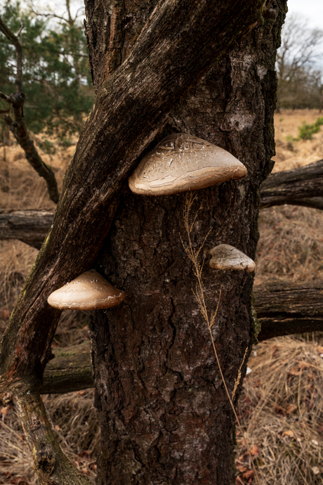 Paddenstoelen