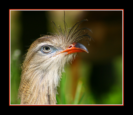 Bad hair day