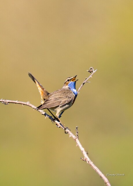 Blauwborst 