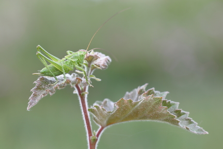 grote groene sabelsprinkhaan