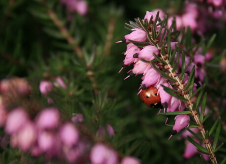 Rood met zwarte stippen