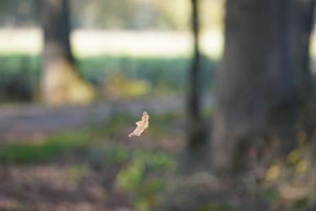 Vallend herfstblaadje 2