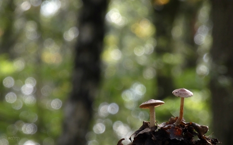 Bokeh........