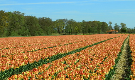 tulpen diepte