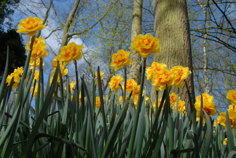 Trotse Narcissen