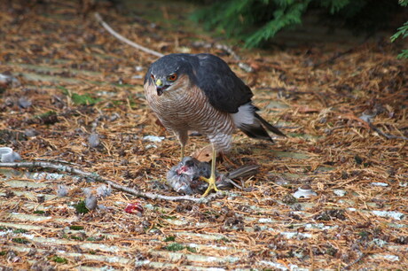 Sperwer in de Privé tuin