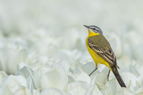 gele kwikstaart op de tulpen 