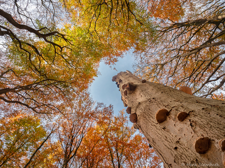 Afgebroken boom met Tonderzwammen