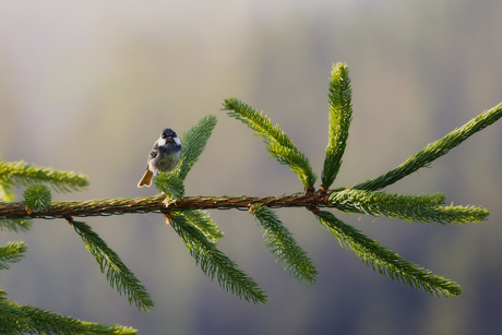 Zwarte Mees in de zomerse ochtendzon