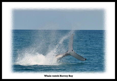 Humpback Whale Australie