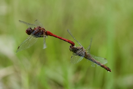 Rode en Gele libelle