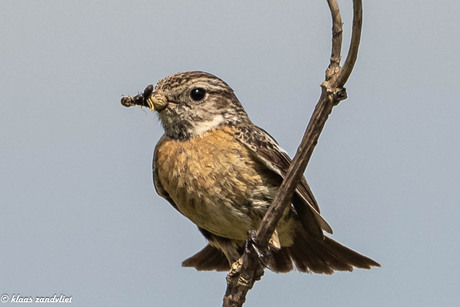 Roodborsttappuit  vrouwtje - 8917