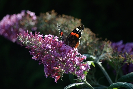 Zomer 2006