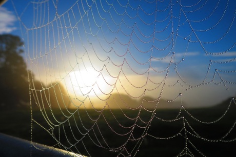 Morgendauw en spinnenweb, de voorbodes van de herfst!