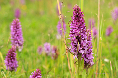 wilde orchideeën in Park van Luna...