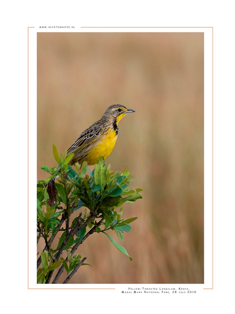 Yellow-Throated Longclaw, Kenia