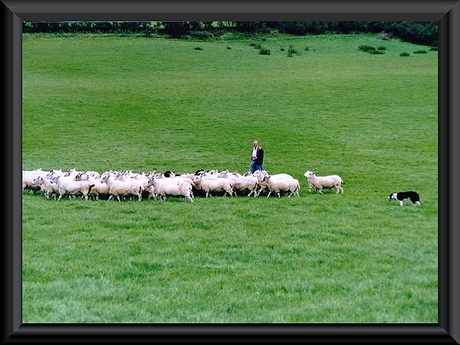 SCHOTSE HERDER