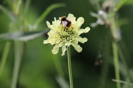 Hommel op Cephalia gigantea