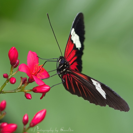 Heliconius Melpomene vlinder 🦋