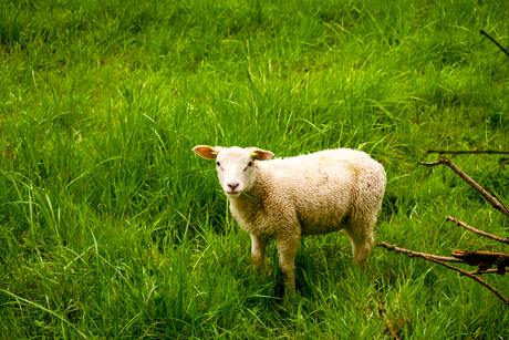 nieuwsgierig lam